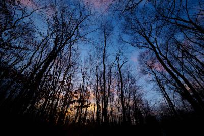 FVG - Boschi planiziali
