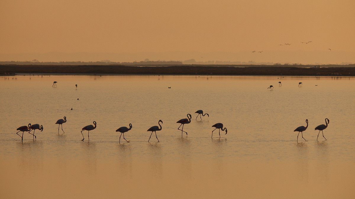 A passeggio  16 9  rid