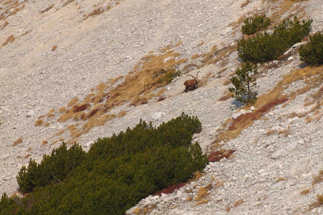 03252012 P3259664 rit rid