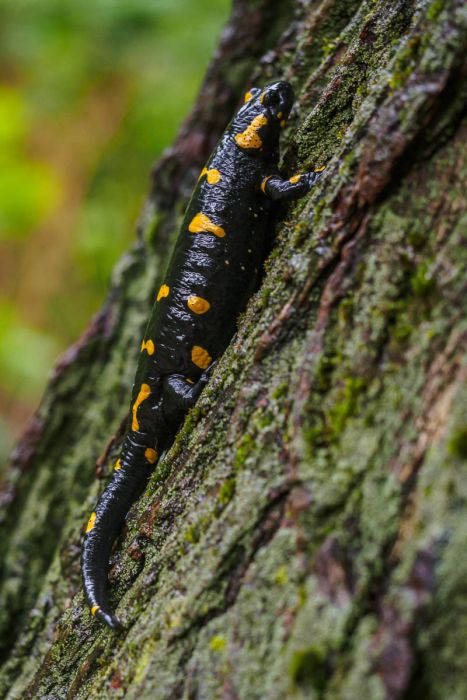 04152017  4150123 rid