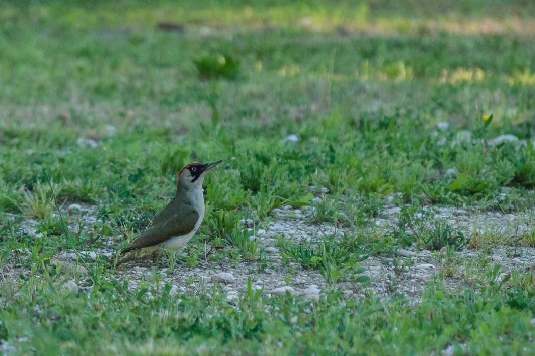 05102015  5100022 rid