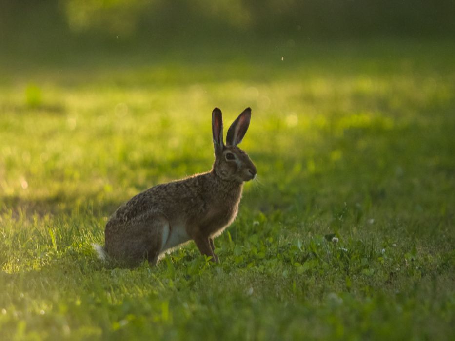 05142014 P5140341 rid