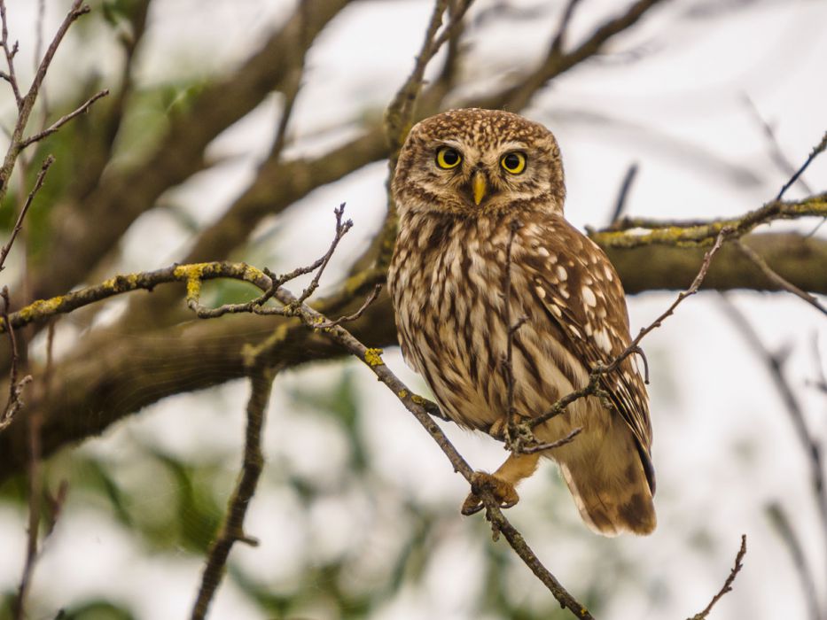 06232015  6230896 rid