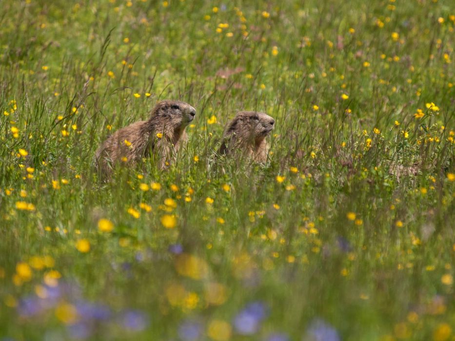 06302013 P6301065 rid