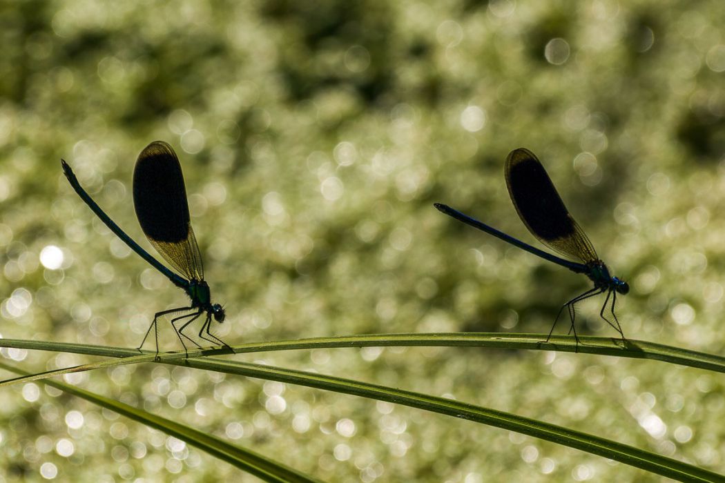 07052009 P7050502 rid