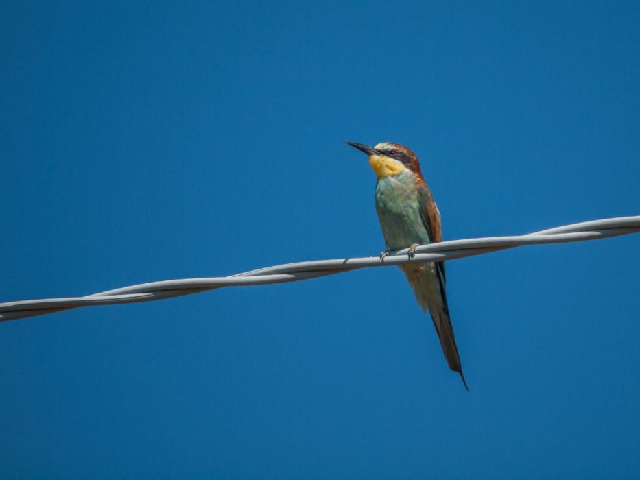 08122013 P8125551 rid