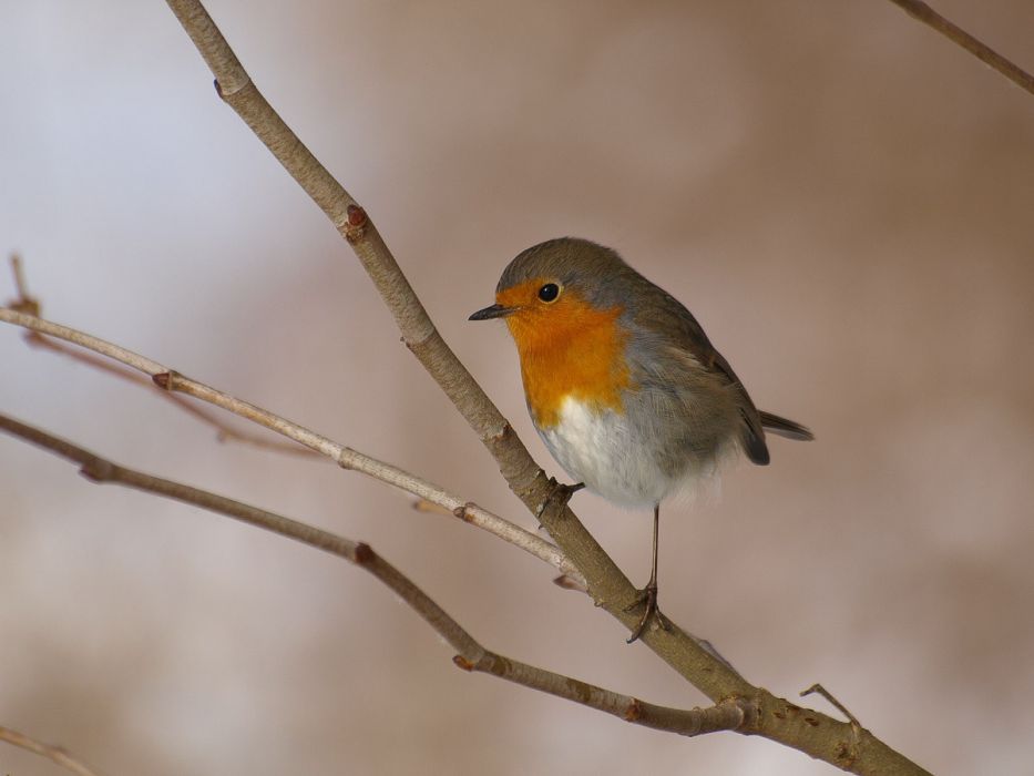 12182010 PC180374 rid