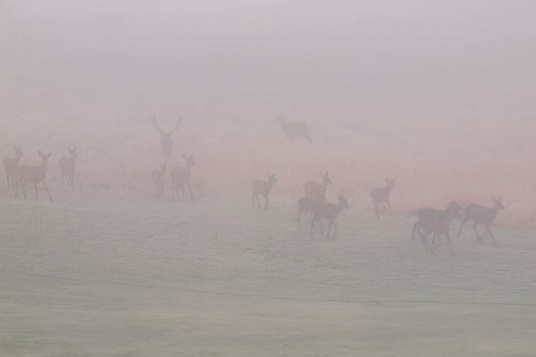 PA136806 Modifica rid