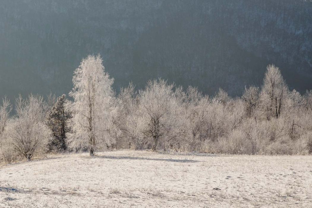 01142017  1140602 rid