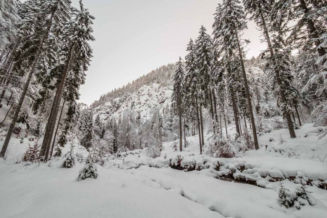 01022018  1020933 rid