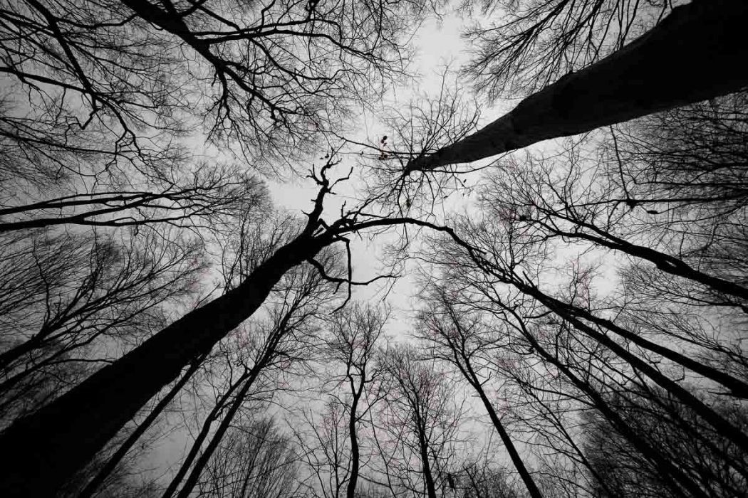 02052017  2050854 01 rid