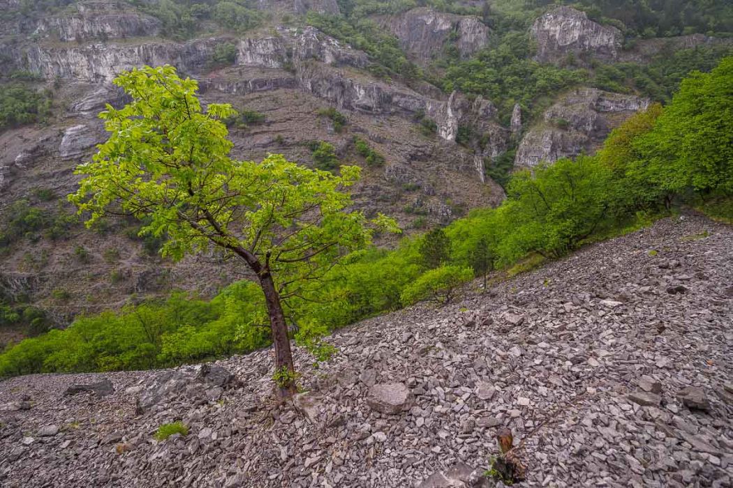 04152017  4150199 rid