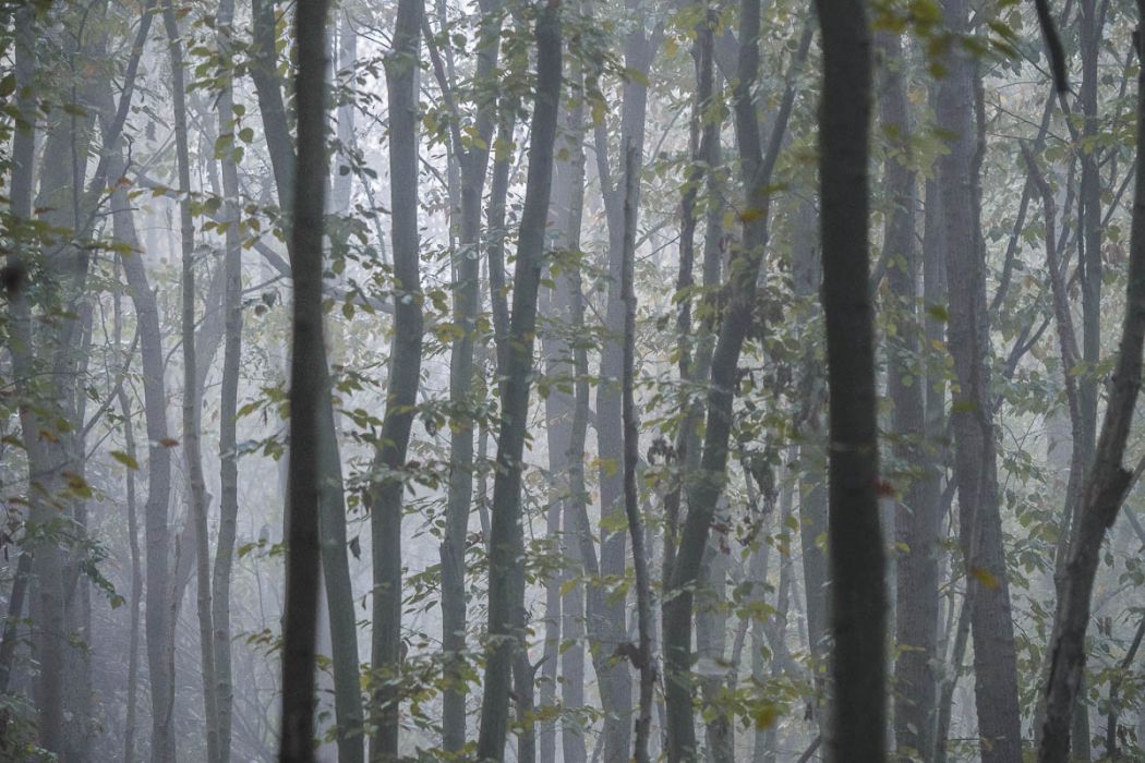 10142017  A140870 rid