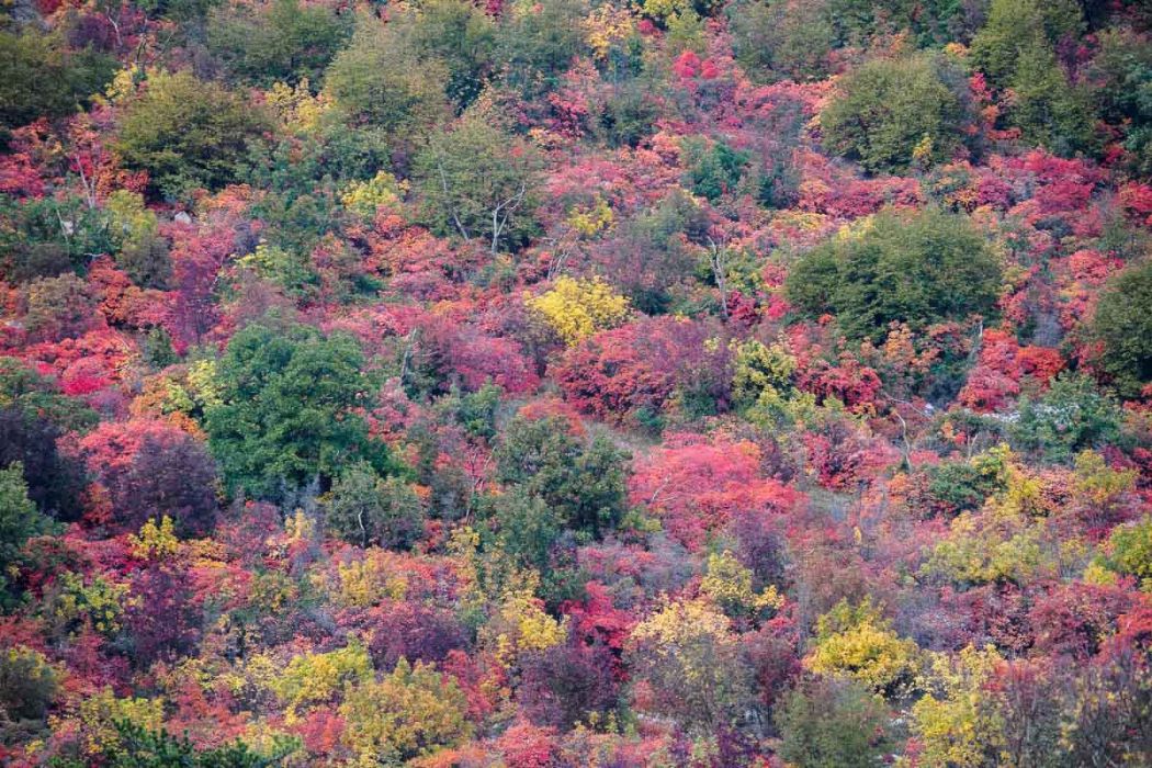 11042018  B040702 rid