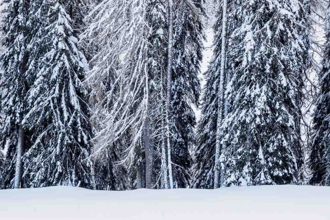 01182015 P1181295 rid