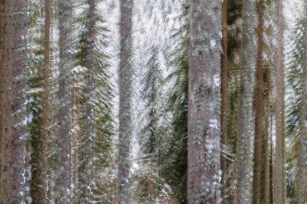 01182015 P1181343 rid