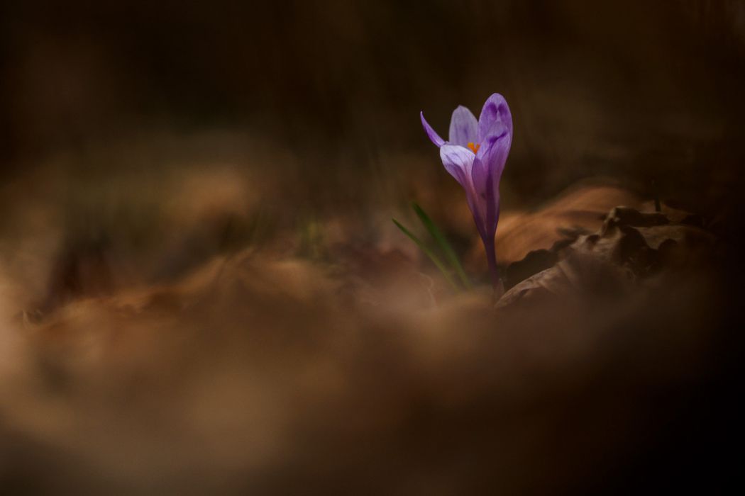 03182017  3180257 rid