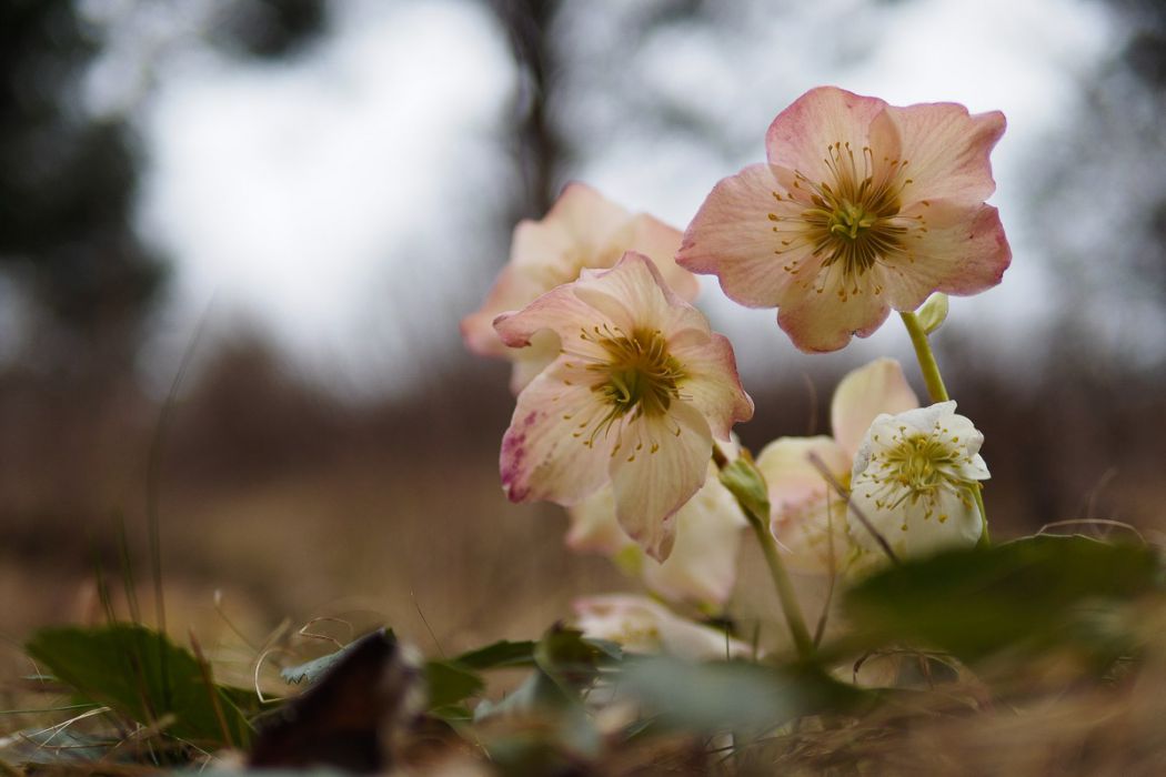 03212015  3210347 rid  3 2 