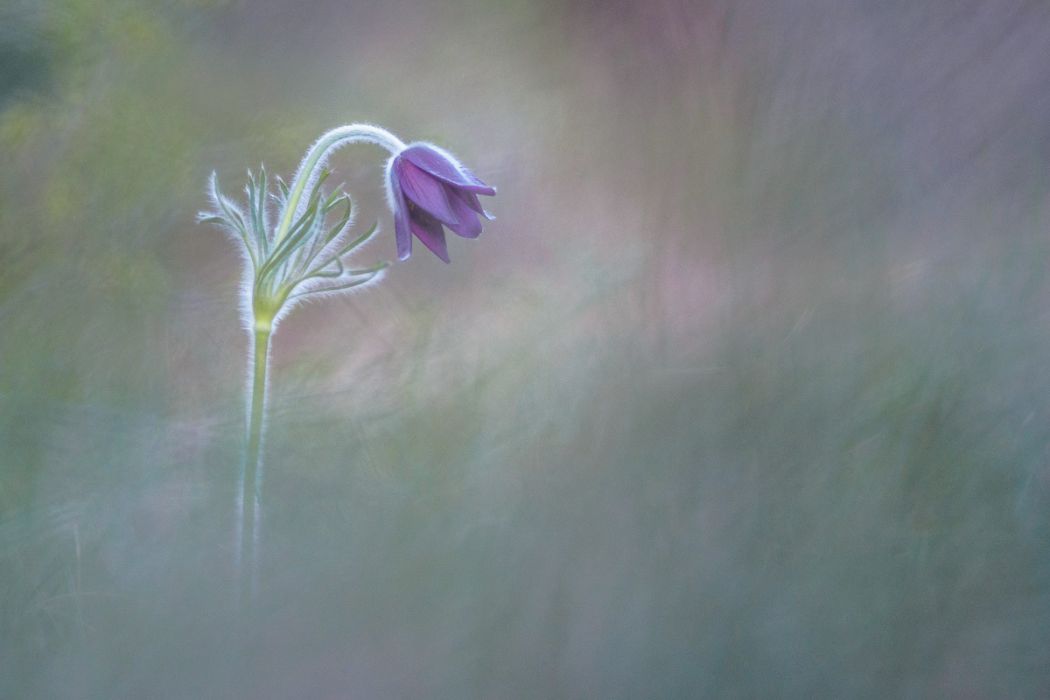 04032017  4030102 rid