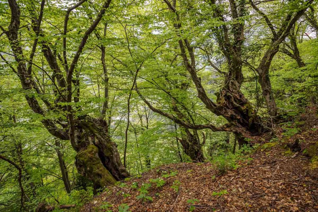 05012017  5010241 rid