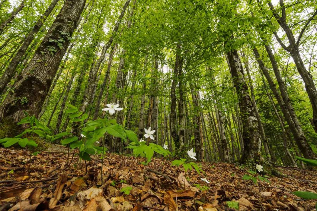 05012017  5010267 rid