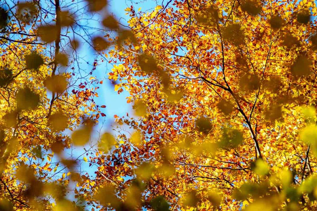 10152017  A151004 rid