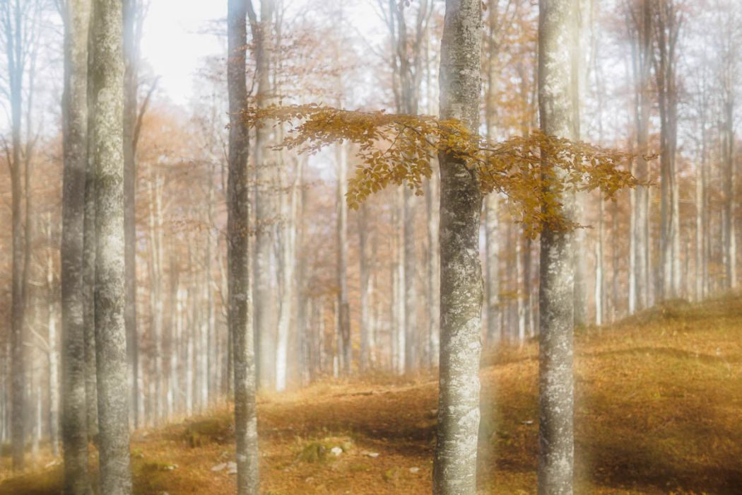 10252015  A250426 rid