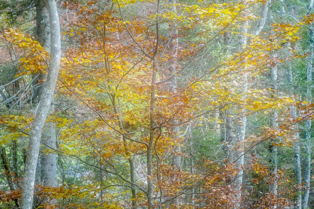 11022014  B020826 rid