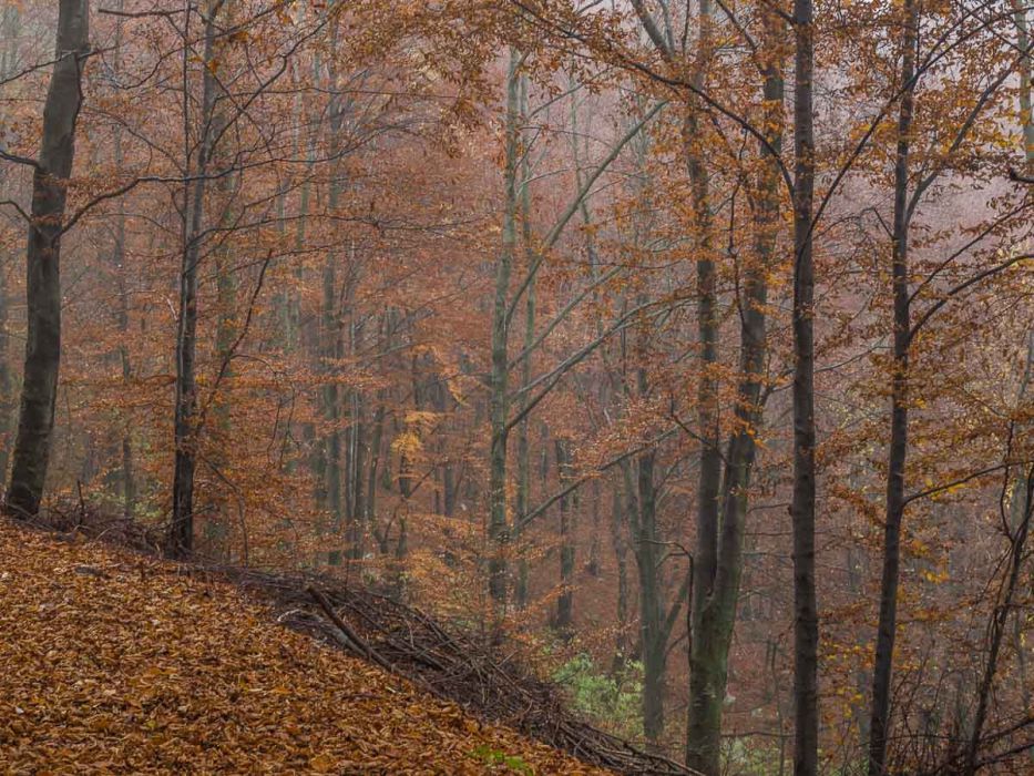 11222009 PB224533 rid