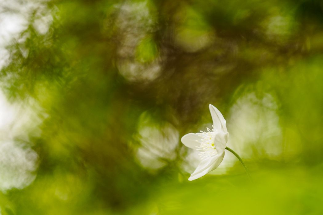 05012017  5010229 rid