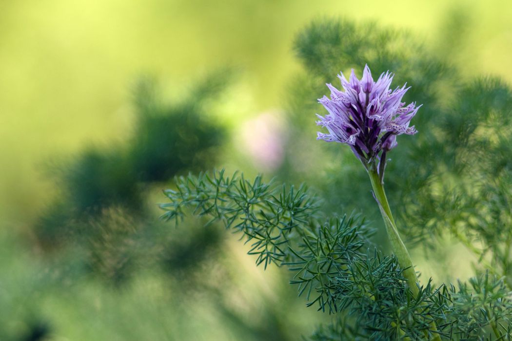 05082015  5081121 rid