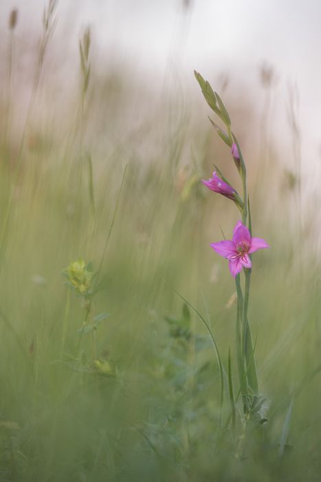 05182015  5180592 rid