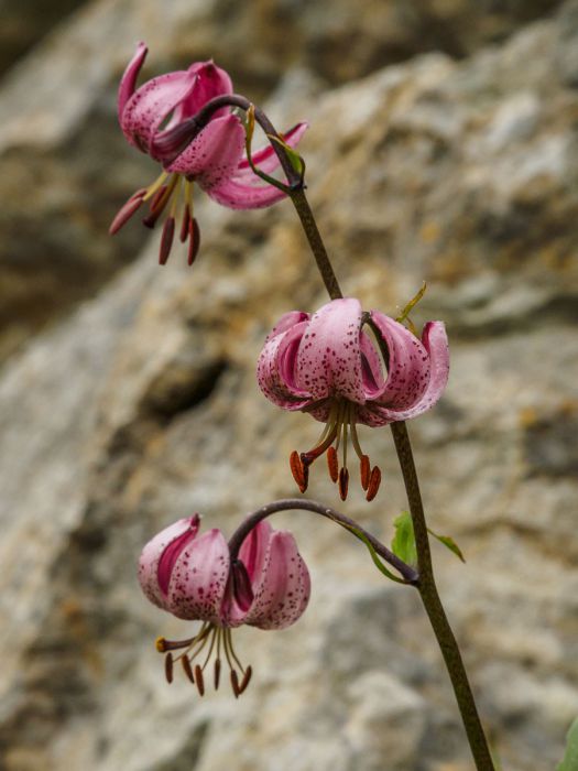 07202014  7200552 rid